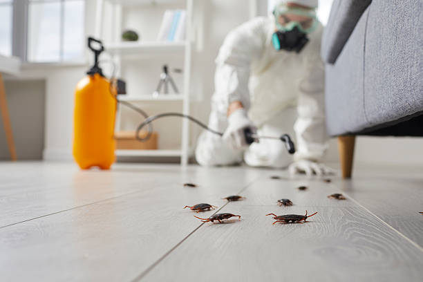 Commercial Rodent Management in Pierre